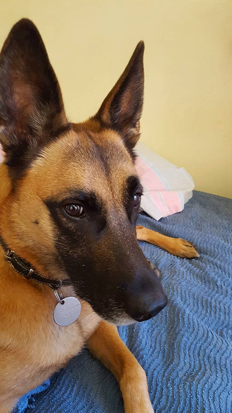 Lou a rejoint le concours — aidez-le/la à gagner de superbes lots ! ancient_dog_breeds, carnivore, collar, companion_dog, dog, dog_breed, dog_collar, dog_supply, eye, fawn, fur, german_shepherd_dog, guard_dog, herding_dog, jaw, pet_supply, snout, whiskers, working_animal, working_dog