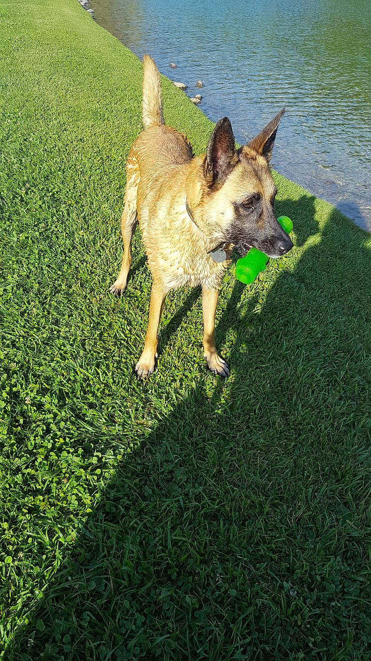 Lou a rejoint le concours — aidez-le/la à gagner de superbes lots ! canidae, carnivore, collar, companion_dog, dog, dog_breed, fawn, german_shepherd_dog, grass, grassland, green, groundcover, lawn, plant, shadow, snout, sporting_group, tail, water, working_animal