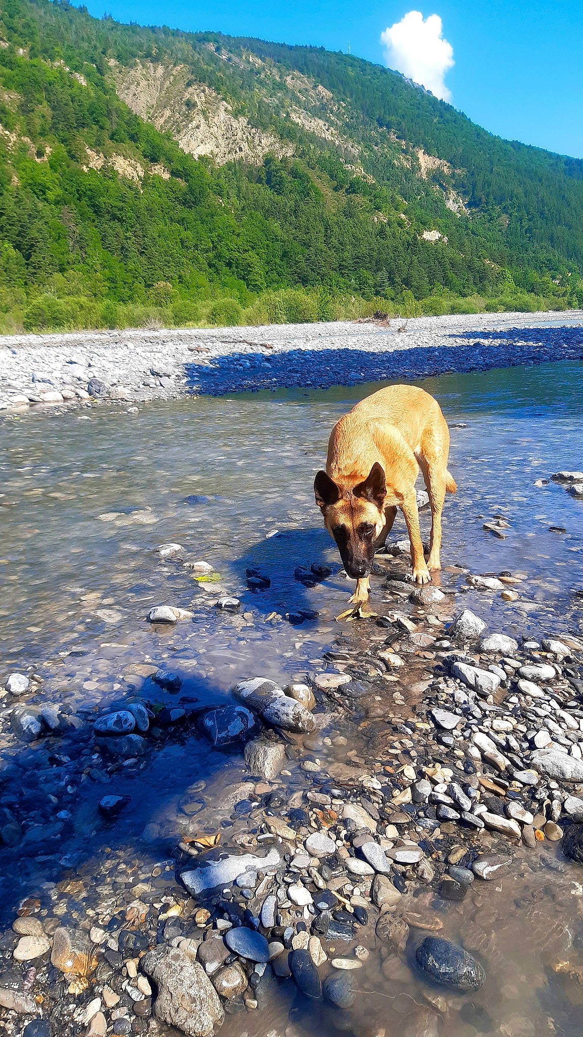 Lou a rejoint le concours — aidez-le/la à gagner de superbes lots ! bank, blue, body_of_water, canidae, carnivore, dog, dog_breed, fawn, hill, lake, landscape, mountain, mountain_range, natural_landscape, plant, sky, sporting_group, water, watercourse, working_animal