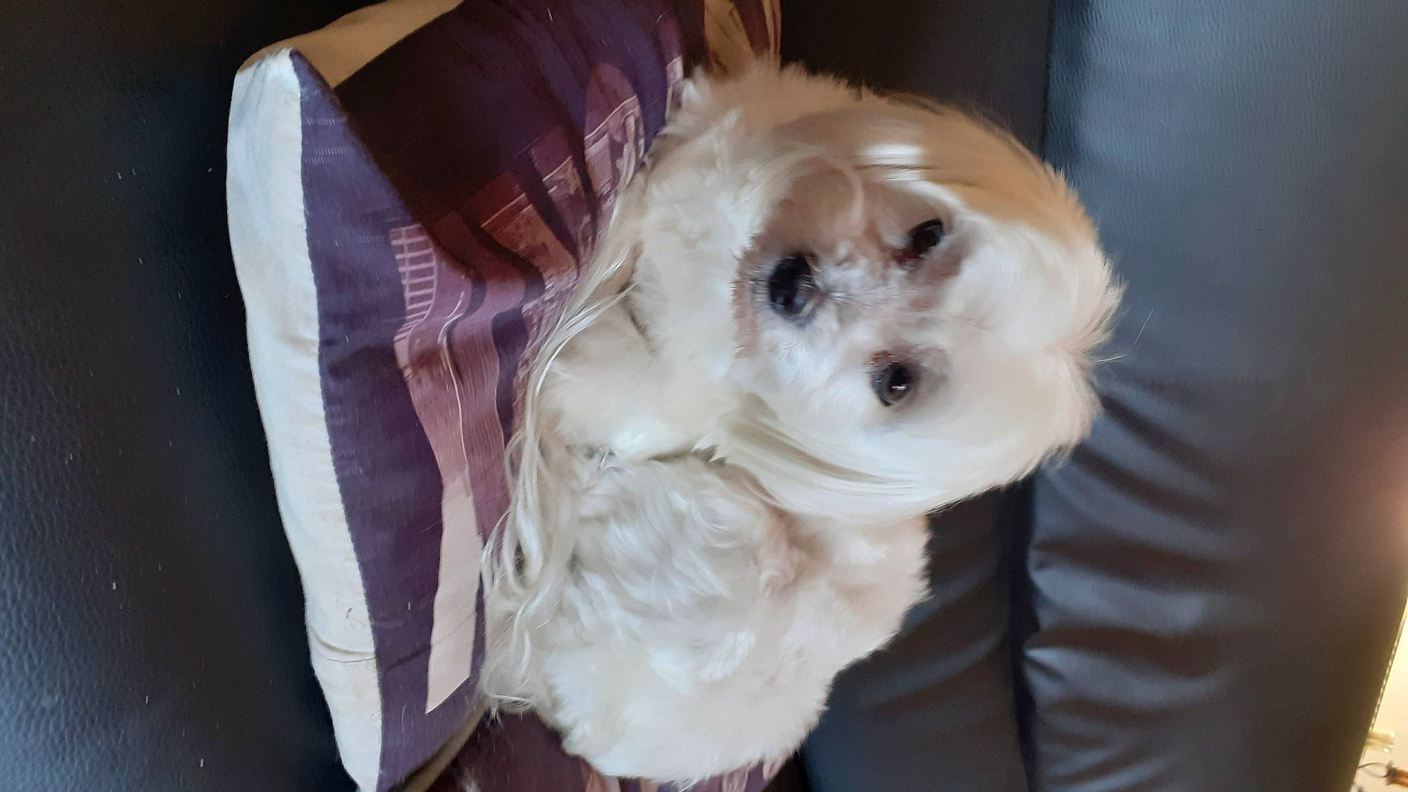 Phoebe a rejoint le concours — aidez-le/la à gagner de superbes lots ! canidae, carnivore, comfort, companion_dog, dog, dog_breed, dog_supply, fawn, fur, maltepoo, non_sporting_group, pet_supply, snout, sporting_group, toy_dog, tree, whiskers, working_animal