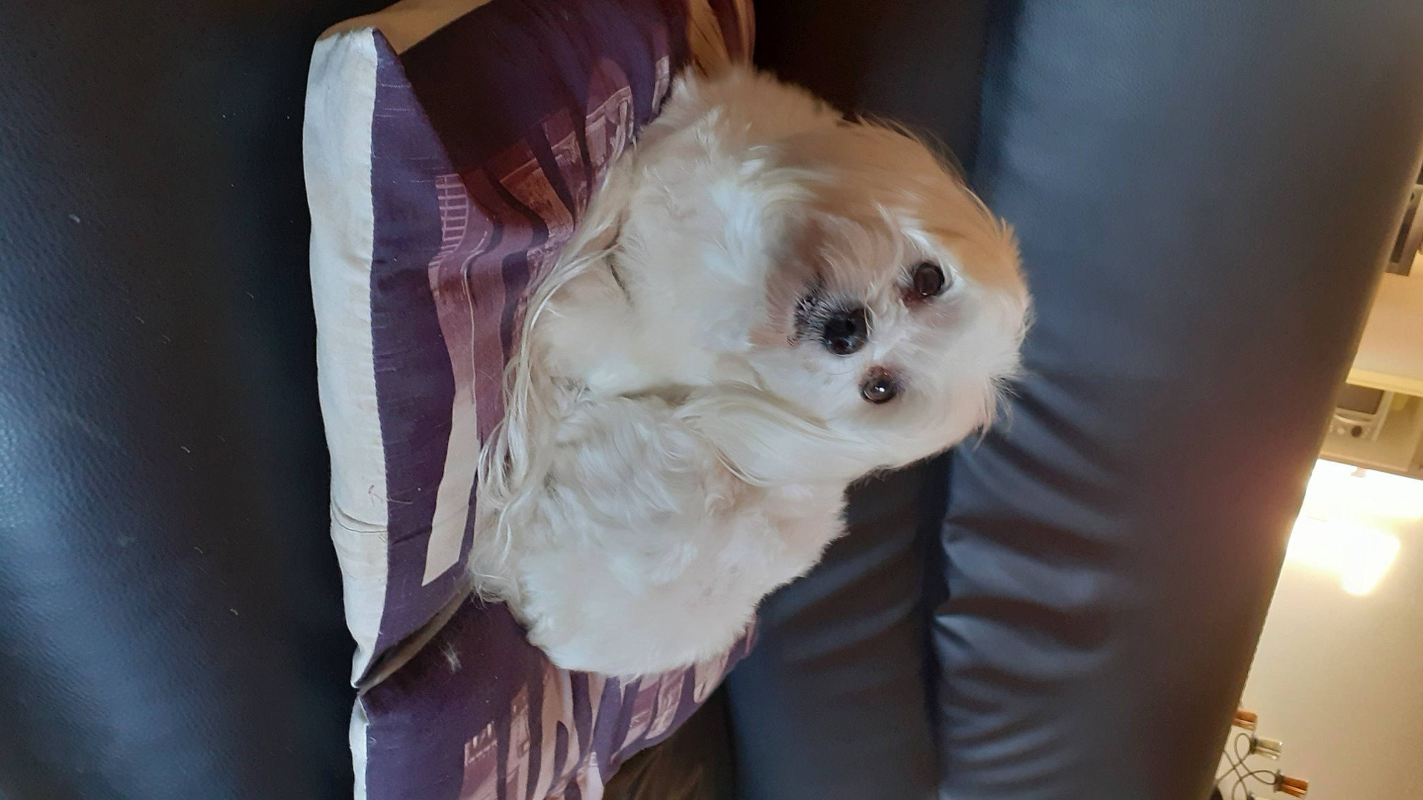 Phoebe participe au concours pour gagner de l'argent avec cette photo : canidae, carnivore, companion_dog, couch, dog, dog_breed, dog_clothes, dog_supply, fashion_accessory, fawn, fur, maltepoo, pet_supply, puppy, sleeve, snout, sporting_group, toy_dog, volpino_italiano, working_animal