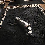 Eddie joined the competition — help win amazing prizes! cat, black_and_white, lying_down, indoor, rug, fluffy, furniture, wooden, floor, cozy, pet, animal, relaxed, home, zebra_pattern, black_rug, white_paws, tail, whiskers, eyes