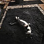 cat, black_and_white, lying_down, indoor, rug, fluffy, furniture, wooden, floor, cozy, pet, animal, relaxed, home, zebra_pattern, black_rug, white_paws, tail, whiskers, eyes
