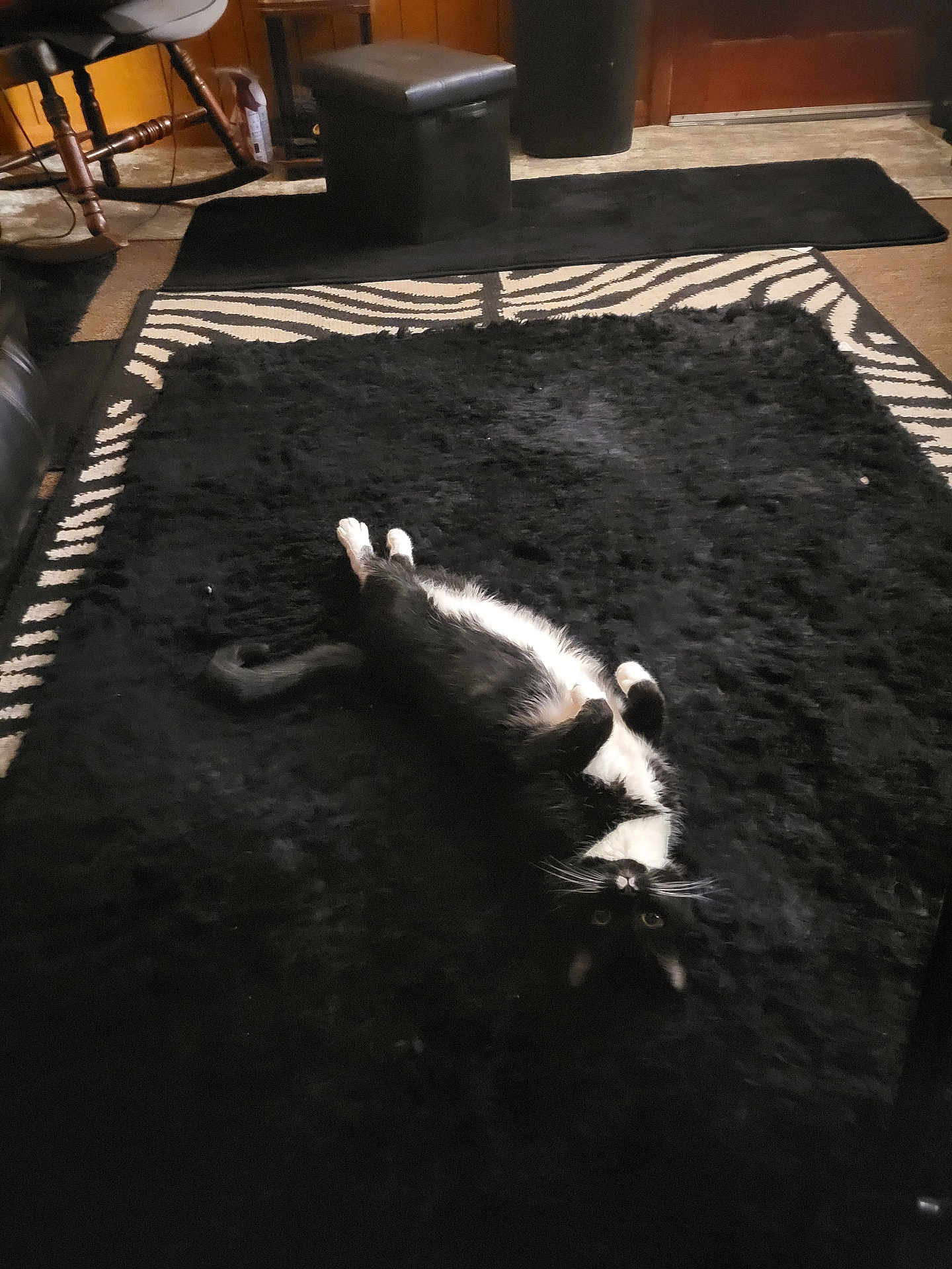Eddie joined the competition — help win amazing prizes! cat, black_and_white, lying_down, indoor, rug, fluffy, furniture, wooden, floor, cozy, pet, animal, relaxed, home, zebra_pattern, black_rug, white_paws, tail, whiskers, eyes