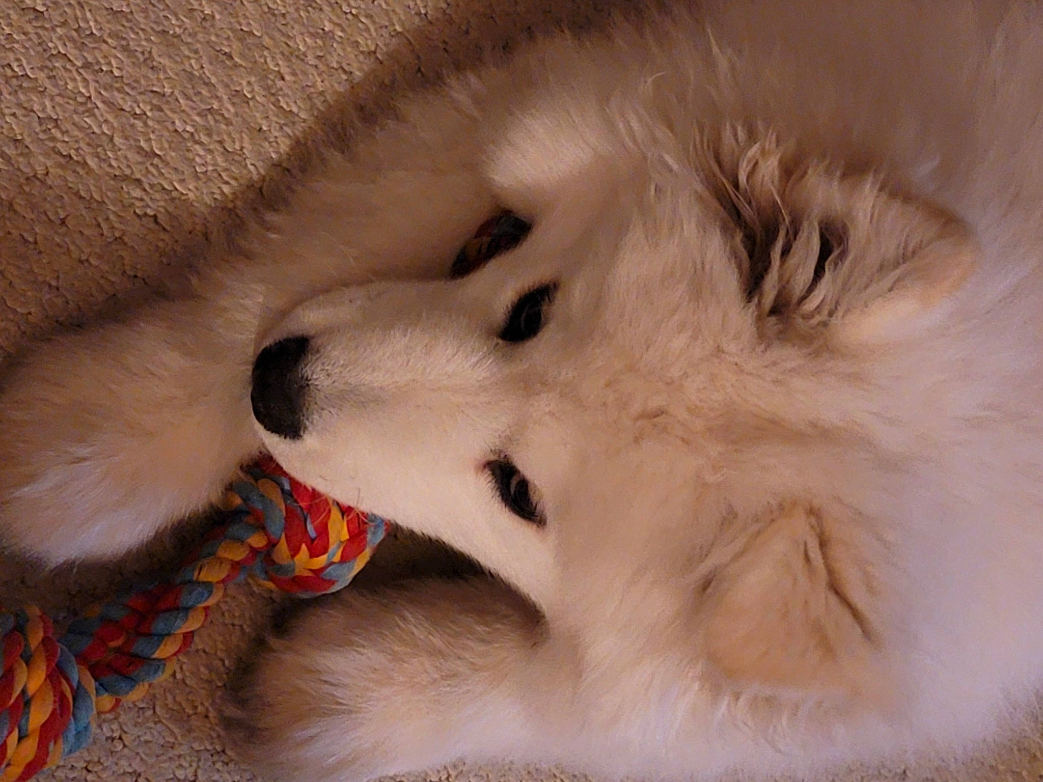 Ghost joined the competition — help win amazing prizes! canidae, carnivore, close_up, companion_dog, dog, dog_breed, fang, fawn, felidae, fur, german_spitz, german_spitz_mittel, paw, samoyed, small_to_medium_sized_cats, snout, spitz, sporting_group, volpino_italiano, whiskers