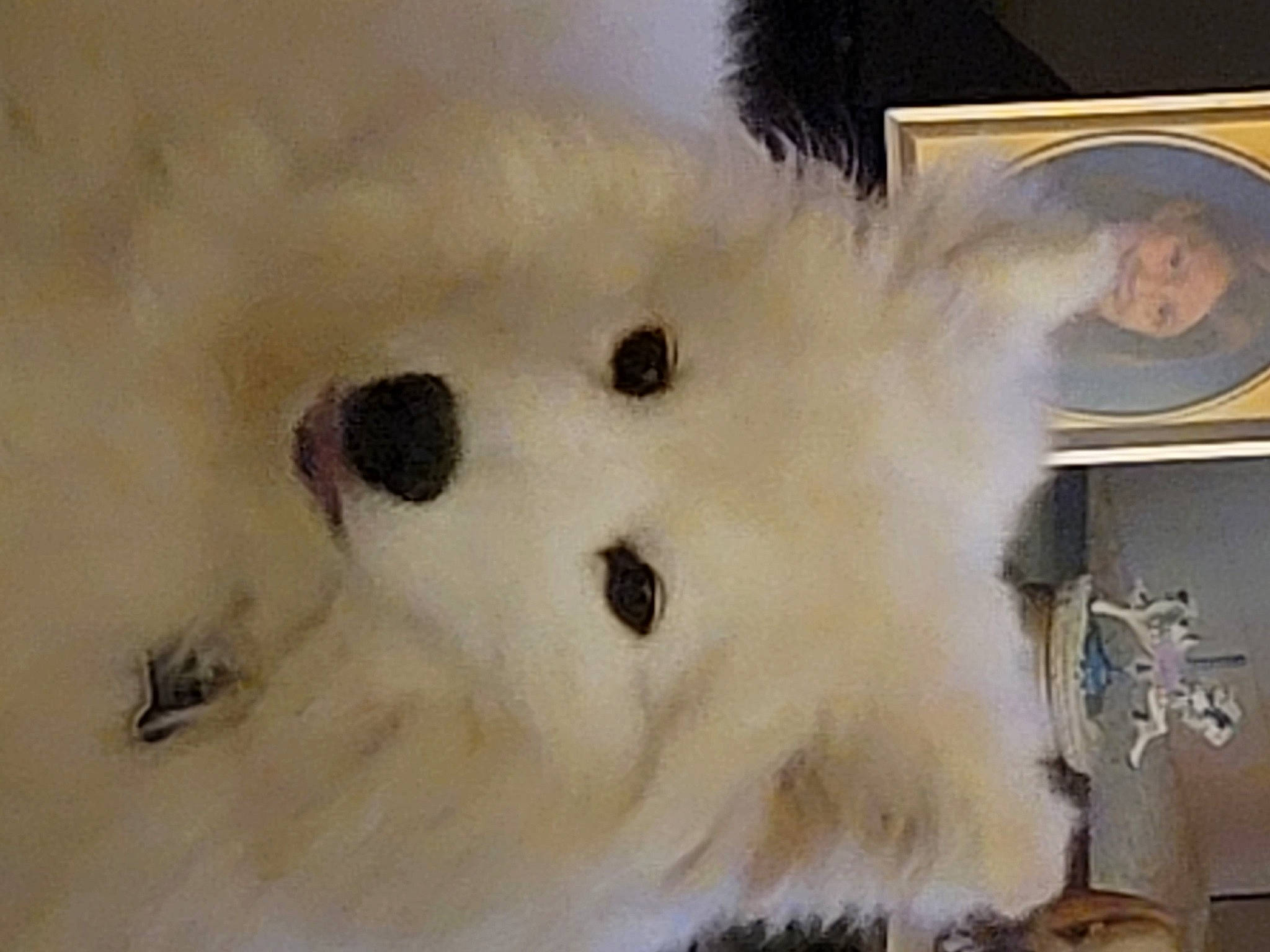 Ghost joined the competition — help win amazing prizes! american_eskimo_dog, art, canidae, carnivore, companion_dog, dog, dog_breed, eyelash, fur, japanese_spitz, non_sporting_group, picture_frame, plush, samoyed, snout, spitz, sporting_group, stuffed_toy, toy, whiskers