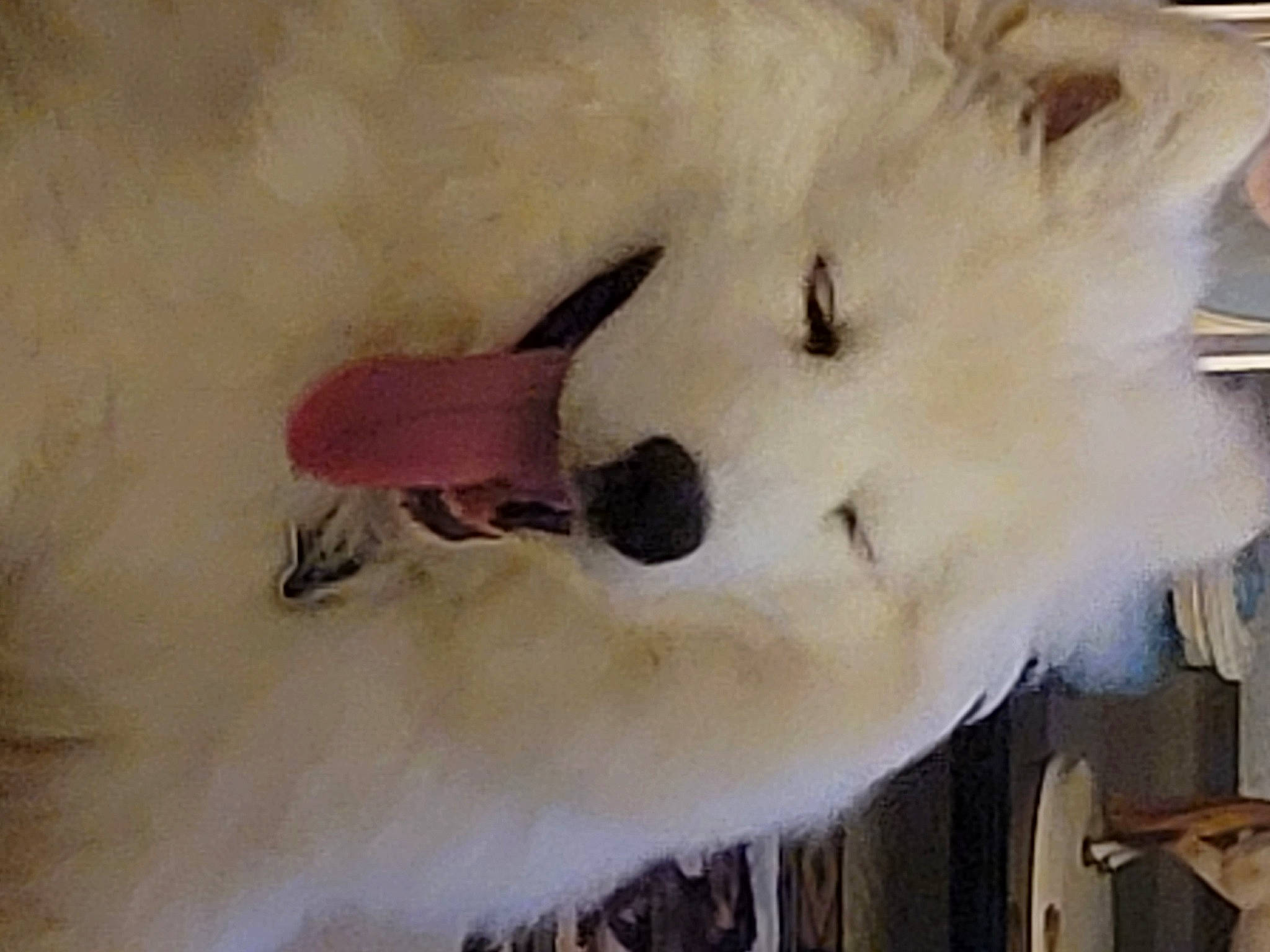 Ghost is registered to the contest to win money with this photo: american_eskimo_dog, art, bear, canidae, carnivore, companion_dog, dog, dog_breed, eyelash, fang, fur, giant_dog_breed, paint, painting, samoyed, snout, spitz, sporting_group, whiskers, working_animal