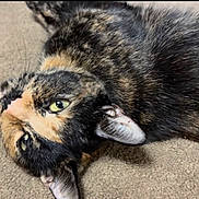 Hazel is registered to the contest to win money with this photo: animal, carpet, cat, close_up, cute, domestic_animal, ears, feline, fur, green_eyes, indoor, looking_up, lying_down, pet, relaxed, resting, soft_light, texture, tortoiseshell, whiskers