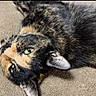 animal, carpet, cat, close_up, cute, domestic_animal, ears, feline, fur, green_eyes, indoor, looking_up, lying_down, pet, relaxed, resting, soft_light, texture, tortoiseshell, whiskers