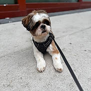 Umy a rejoint le concours — aidez-le/la à gagner de superbes lots ! dog, puppy, leash, harness, sidewalk, concrete, outdoor, pet, animal, brown, white, fur, small_dog, cute, curious, resting, blurry_background, walking, companion, domestic_animal
