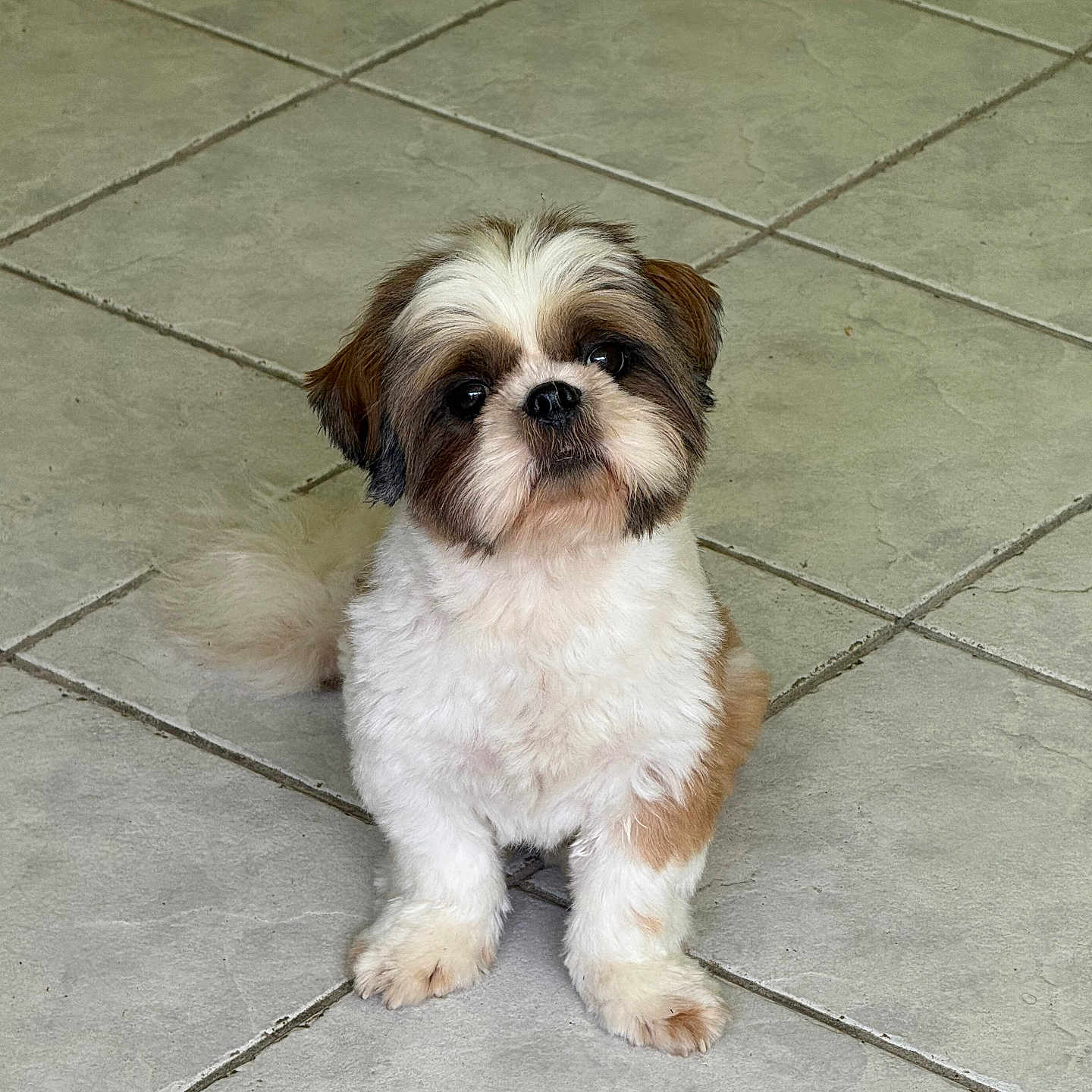 Umy participe au concours pour gagner de l'argent avec cette photo : dog, small_dog, fluffy, white_fur, brown_fur, pet, indoor, tile_floor, cute, sitting, looking_up, animal, companion, domestic, friendly, young_dog, alert, adorable, paws, fur