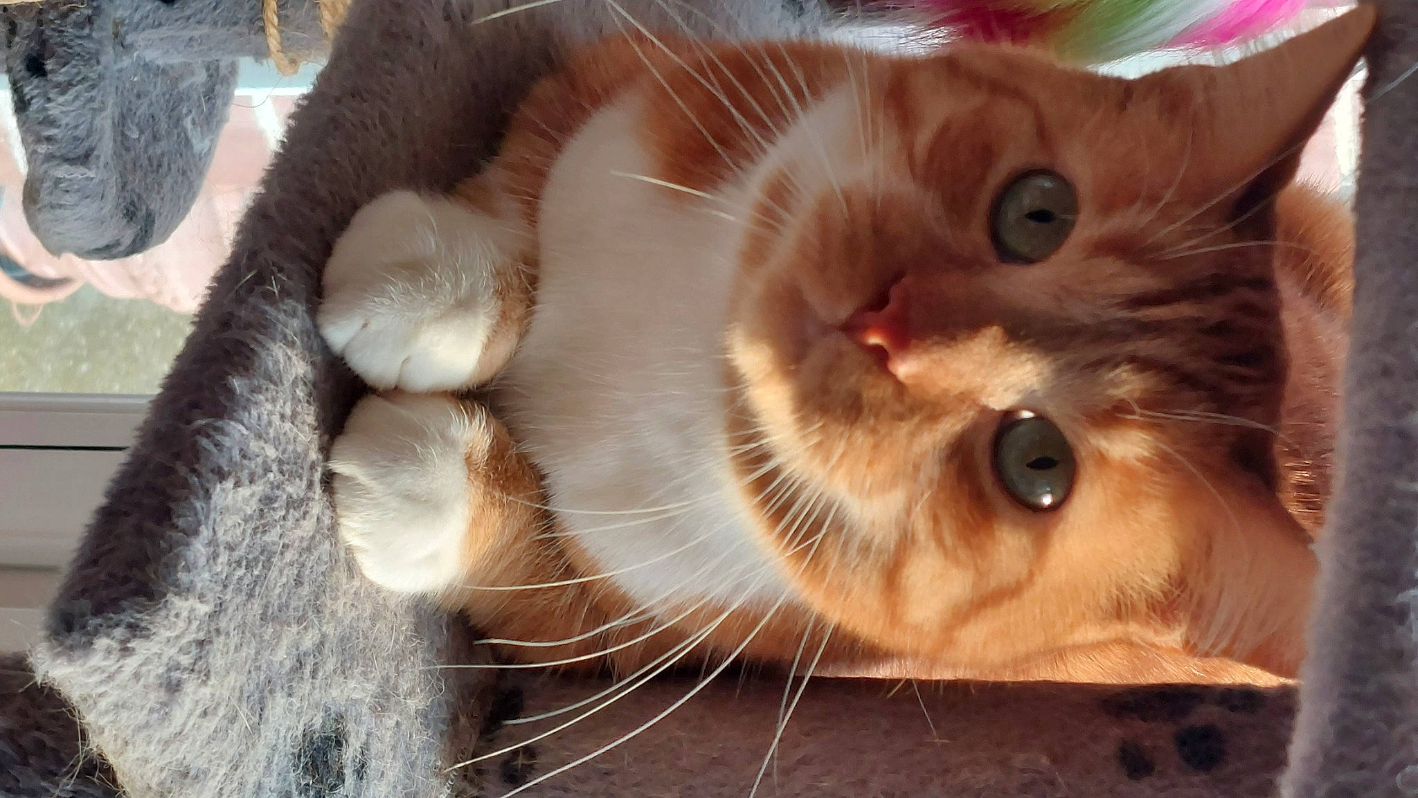 Rouky a rejoint le concours — aidez-le/la à gagner de superbes lots ! carnivore, cat, claw, domestic_short_haired_cat, ear, fawn, felidae, fur, paw, small_to_medium_sized_cats, snout, whiskers, wood