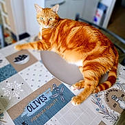 Philou participe au concours pour gagner de l'argent avec cette photo : cat, orange_tabby, pet, feline, animal, striped_fur, green_eyes, whiskers, pointed_ears, sitting, lying_down, indoors, home, table, tablecloth, portrait, closeup, relaxed, alert, photography