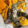 Donatello joined the competition — help win amazing prizes! animal, blanket, cartoon, cat, comfort, cozy, cute, cute_pet, feline, fur, indoor, pet, relaxing, resting, sleepy, soft, stretching, tabby, whiskers, yellow