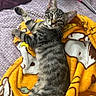 Donatello joined the competition — help win amazing prizes! animal, blanket, cat, cozy, cute, ears, feline, fur, indoor, kitten, looking, lying_down, paw, pet, purple_bedspread, relaxed, resting, tabby, whiskers, yellow