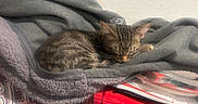 Donatello joined the competition — help win amazing prizes! cat, clutter, cozy, domestic_animal, feline, fur, gray_fleece, hello_kitty, indoor, jacket, kitten, nap, papers, pet, red, resting, sleeping, small_animal, soft_texture, tabby