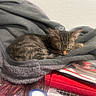 cat, clutter, cozy, domestic_animal, feline, fur, gray_fleece, hello_kitty, indoor, jacket, kitten, nap, papers, pet, red, resting, sleeping, small_animal, soft_texture, tabby