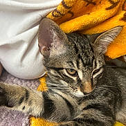 Donatello joined the competition — help win amazing prizes! animal, blanket, cat, closeup, comfort, cozy, cute, feline, fur, indoor, paw, pet, relaxed, resting, sleepy, soft, striped, tabby, whiskers, yellow