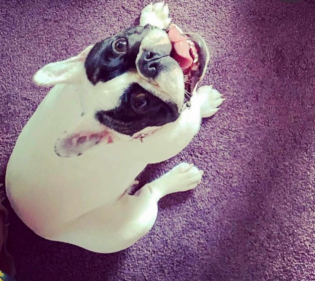 Cannoli