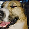 dog, close_up, tongue, smiling, happy, pet, animal, canine, indoors, face, fur, nostalgic, timestamp, mouth_open, teeth, whiskers, background_blur, screen, dim_lighting, portrait