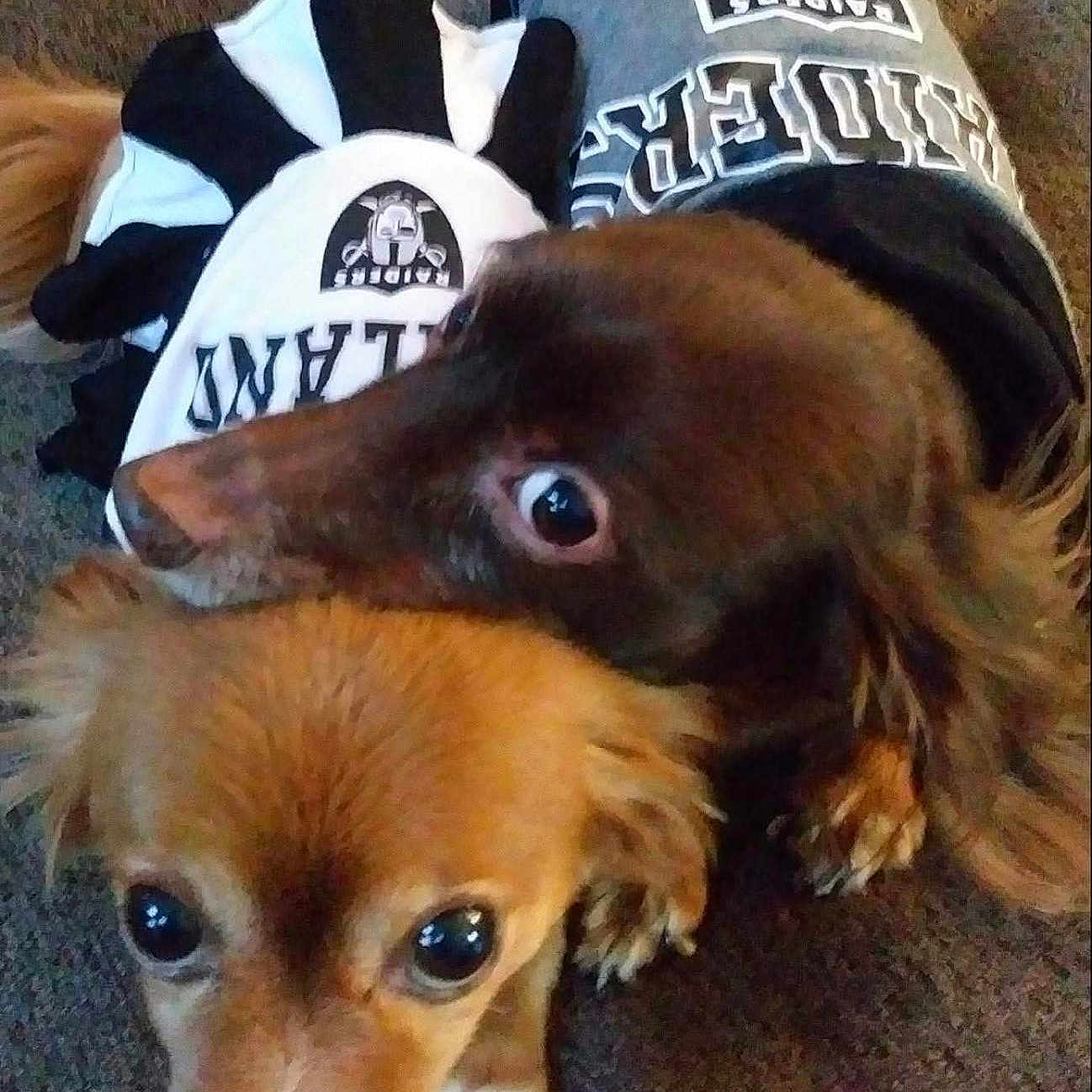 Riley And Mindy is registered to the contest to win money with this photo: animal, brown_coat, carpet, close_up, companions, cuddling, cute, dark_coat, dog, domestic_animal, ears, eyes, fur, indoor, lying_down, paw, pets, raiders_outfit, snout, two_dogs