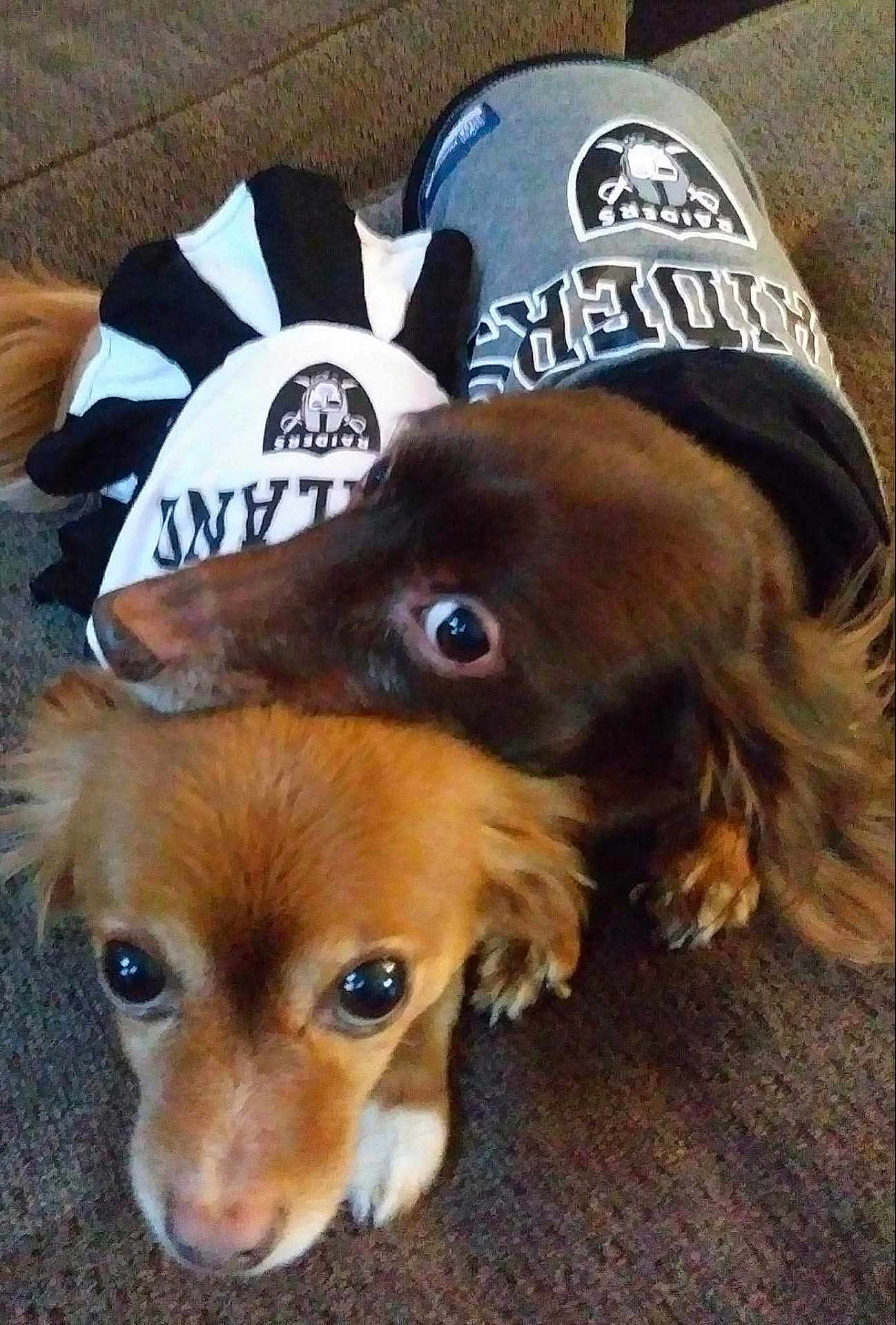 Riley And Mindy is registered to the contest to win money with this photo: dog, pets, brown_coat, dark_coat, raiders_outfit, cuddling, carpet, cute, animal, domestic_animal, indoor, close_up, two_dogs, companions, fur, ears, eyes, snout, paw, lying_down