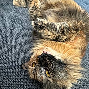 Punky is registered to the contest to win money with this photo: animal, cat, closeup, cozy, cute, fur, gray_background, indoor, lying_down, mammal, pet, portrait, relaxed, resting, sleepy, soft, texture, tortoiseshell, whiskers, yellow_eyes