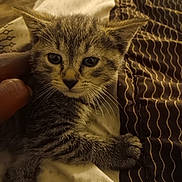 Daisy is registered to the contest to win money with this photo: kitten, tabby, cat, pet, feline, bed, blanket, hand, fur, whiskers, sleepy, cute, indoor, closeup, animal, resting, comfort, soft, striped, young