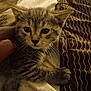 kitten, tabby, cat, pet, feline, bed, blanket, hand, fur, whiskers, sleepy, cute, indoor, closeup, animal, resting, comfort, soft, striped, young