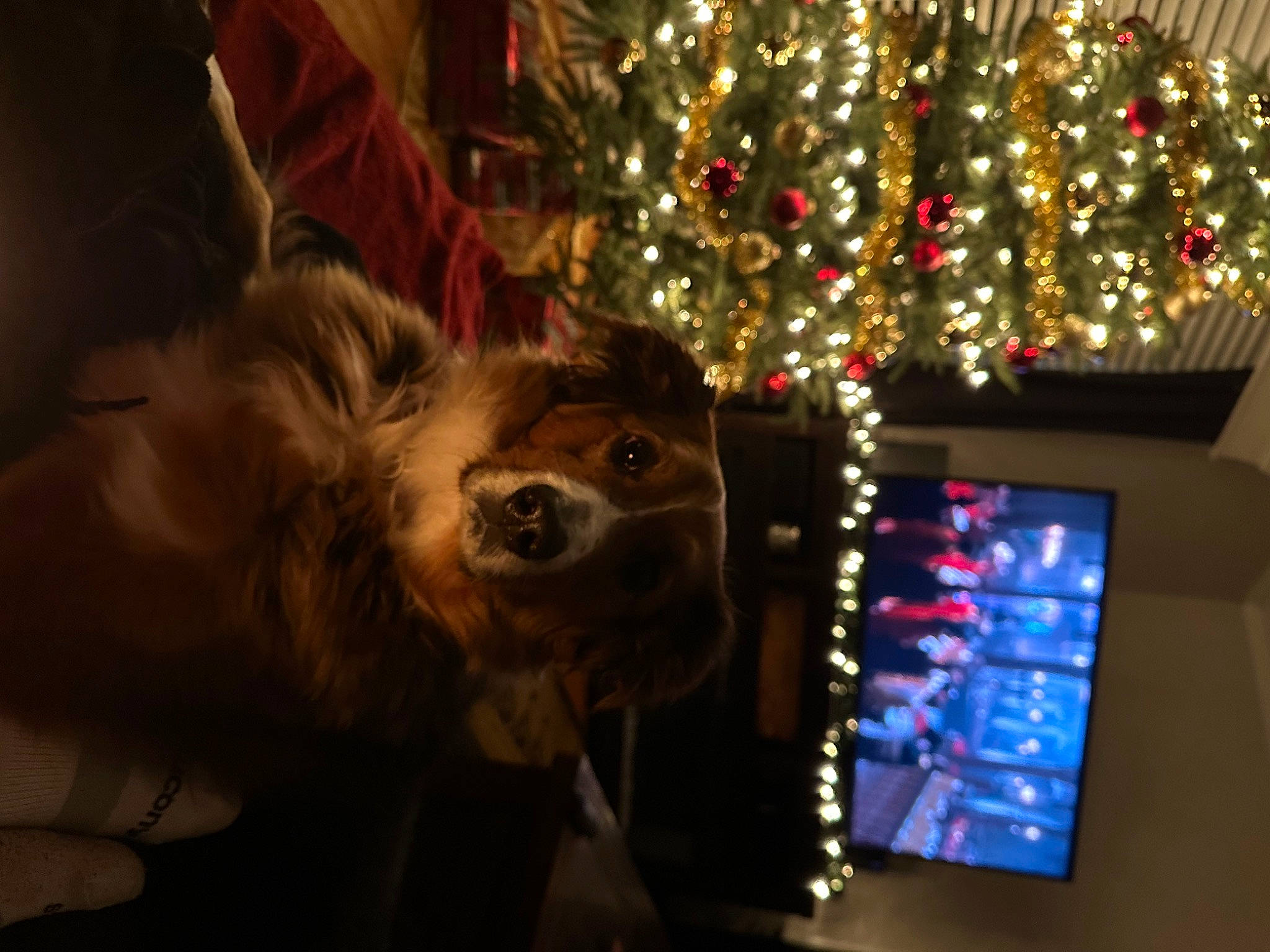 Iris joined the competition — help win amazing prizes! carnivore, christmas, christmas_decoration, christmas_ornament, christmas_tree, communication_device, companion_dog, darkness, display_device, dog, dog_breed, event, fun, fur, gadget, holiday, plant, portable_communications_device, tree, whiskers