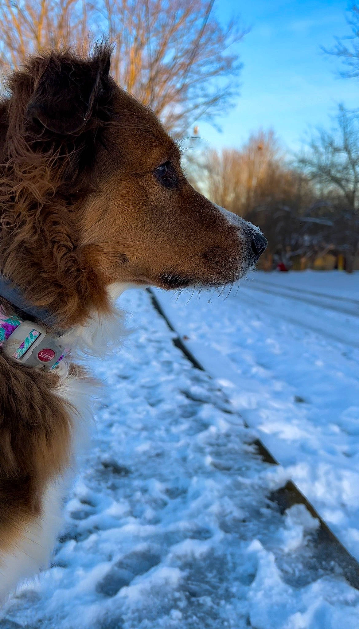 Iris joined the competition — help win amazing prizes! canidae, carnivore, cloud, companion_dog, dog, dog_breed, dog_collar, electric_blue, freezing, fur, liver, precipitation, sky, snout, snow, sporting_group, tree, whiskers, winter, working_dog