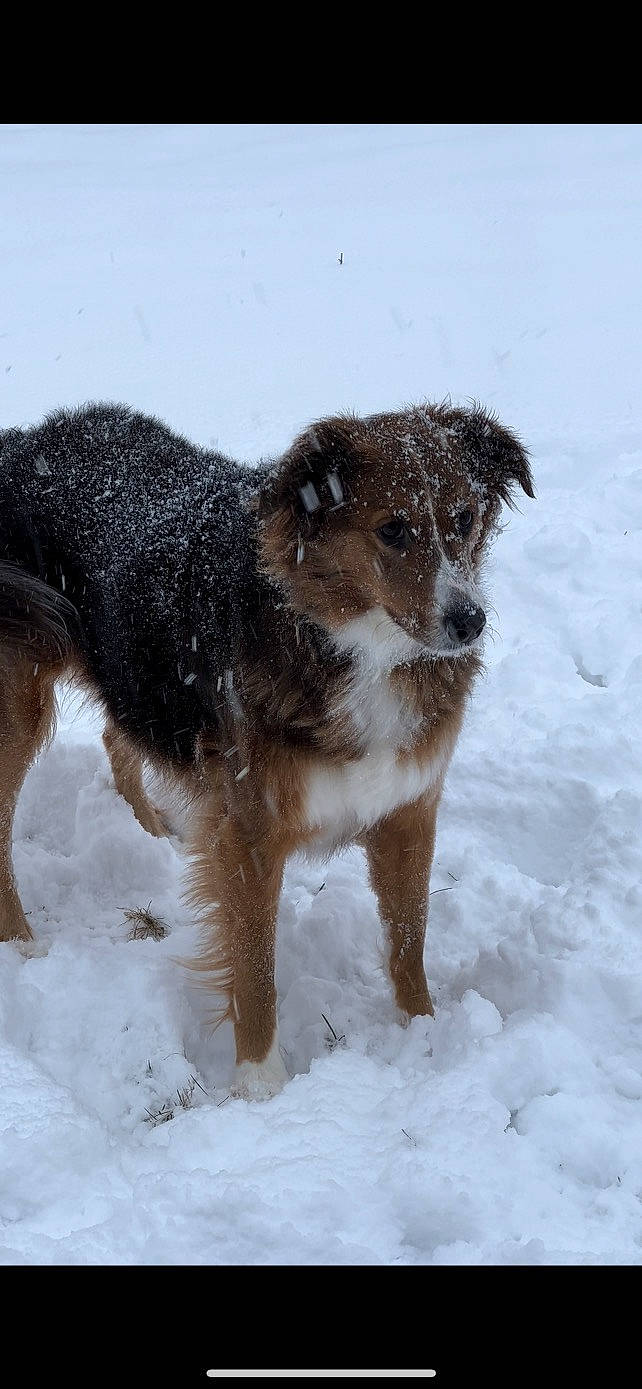 Iris is registered to the contest to win money with this photo: canidae, carnivore, companion_dog, dog, dog_breed, fur, snout, snow, sporting_group, tail, terrestrial_animal, terrier, winter, working_animal, working_dog