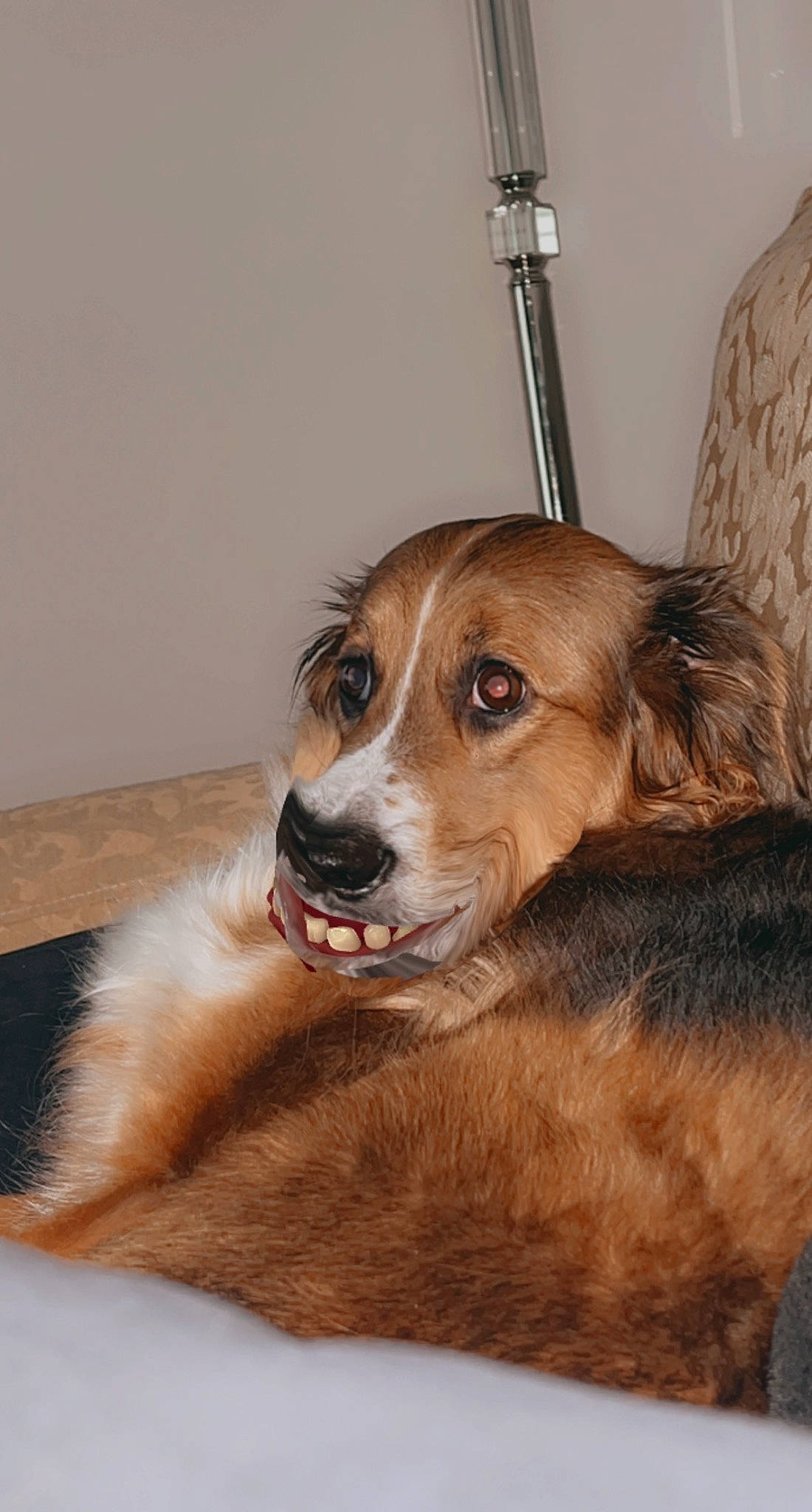 Iris joined the competition — help win amazing prizes! ancient_dog_breeds, canidae, carnivore, chair, companion_dog, couch, dog, dog_breed, fawn, fur, hardwood, hound, liver, scent_hound, sporting_group, terrestrial_animal, whiskers, wood, working_animal, working_dog