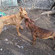 Patty joined the competition — help win amazing prizes! brindle_dog, canine, chain_link_fence, dirt, dog, dogs, fence, interaction, mammal, mud, muzzle, outdoor, paws, pet, pile_of_cloth, sniffing, standing, tan_dog, tree_root, yard