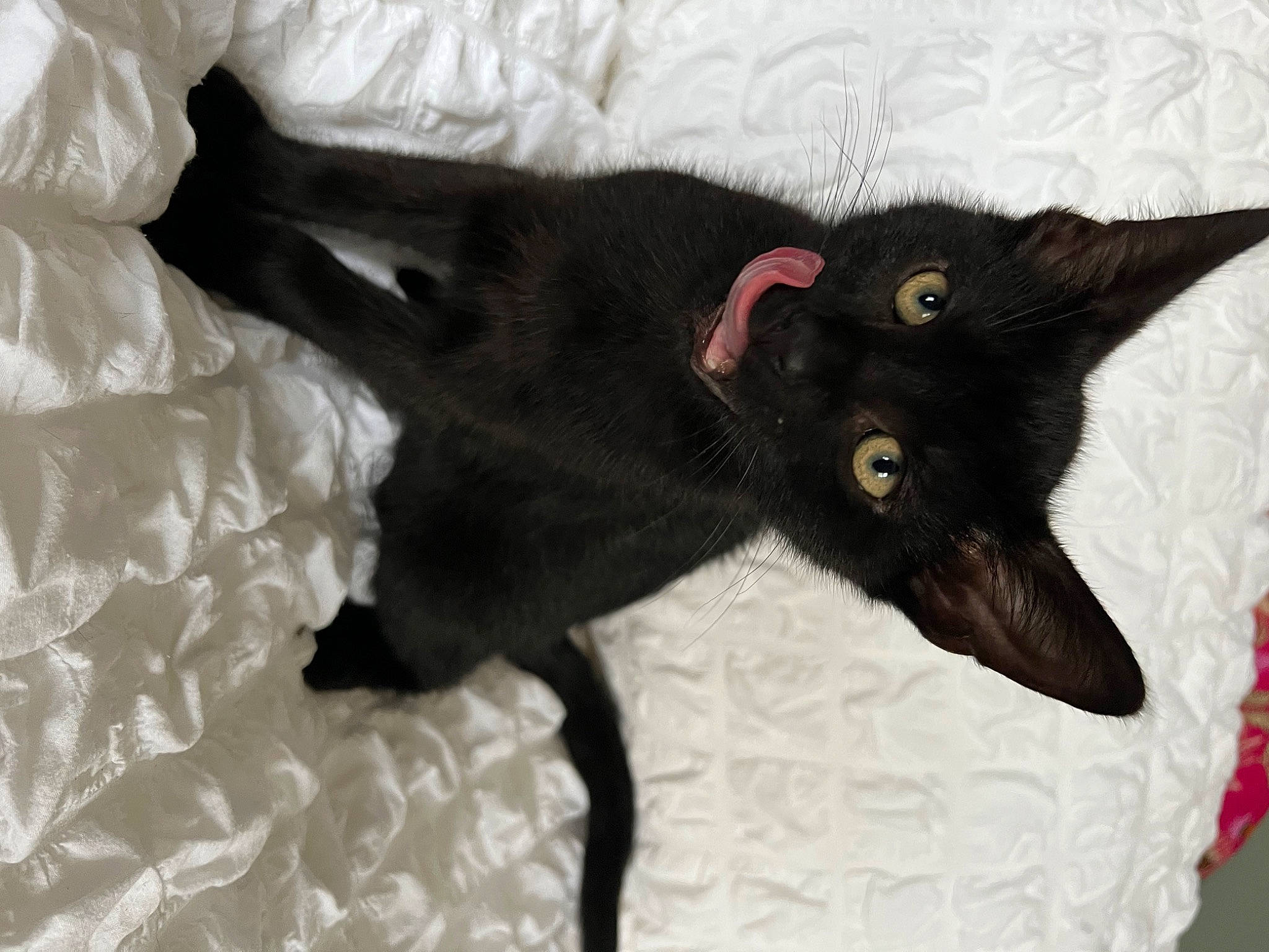 Oden joined the competition — help win amazing prizes! black_cat, bombay, carnivore, cat, claw, comfort, devon_rex, domestic_short_haired_cat, felidae, fur, havana_brown, small_to_medium_sized_cats, snout, tail, whiskers