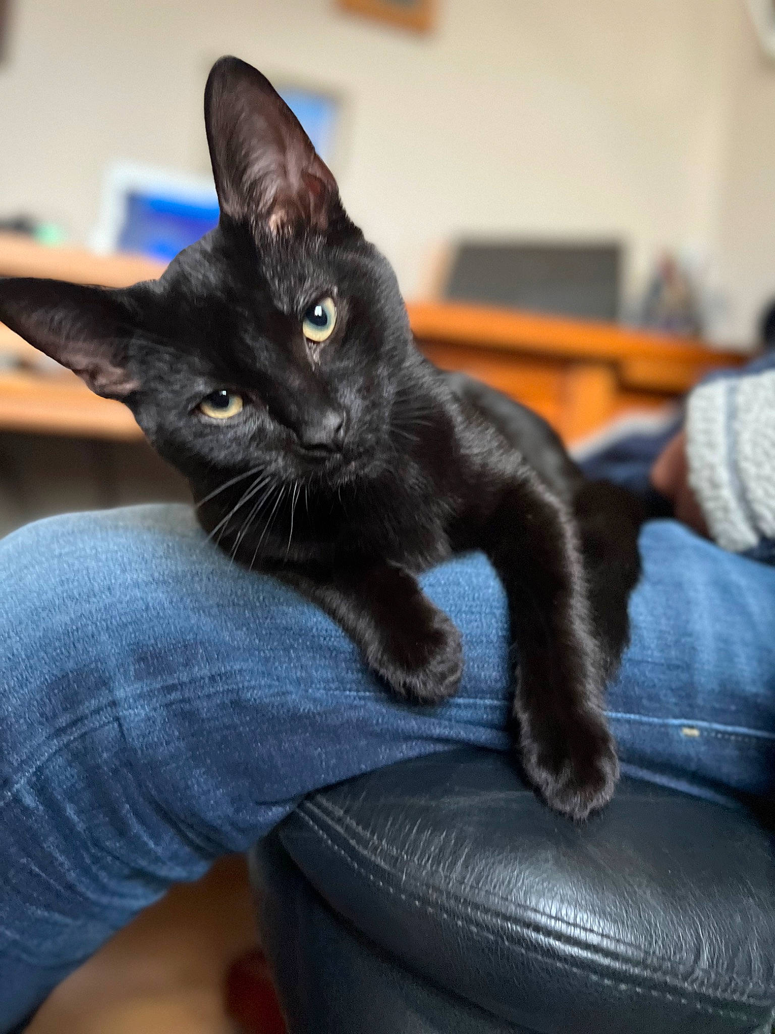 Oden joined the competition — help win amazing prizes! black_cat, bombay, carnivore, cat, claw, comfort, domestic_short_haired_cat, electric_blue, felidae, fur, havana_brown, human_leg, paw, sitting, small_to_medium_sized_cats, snout, tail, whiskers