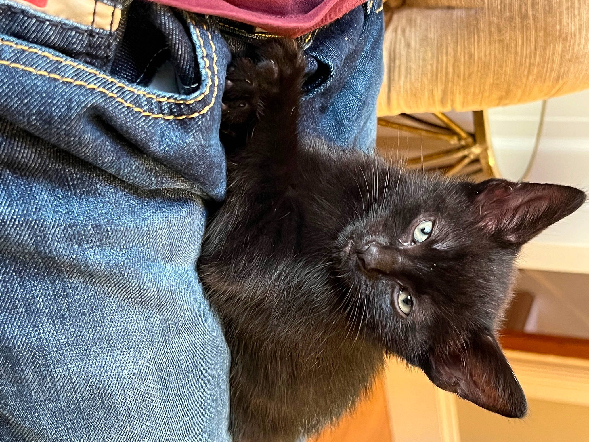 Oden joined the competition — help win amazing prizes! black_cat, button, carnivore, cat, claw, comfort, denim, domestic_short_haired_cat, electric_blue, felidae, flooring, fur, grey, plant, sleeve, small_to_medium_sized_cats, snout, tail, textile, whiskers