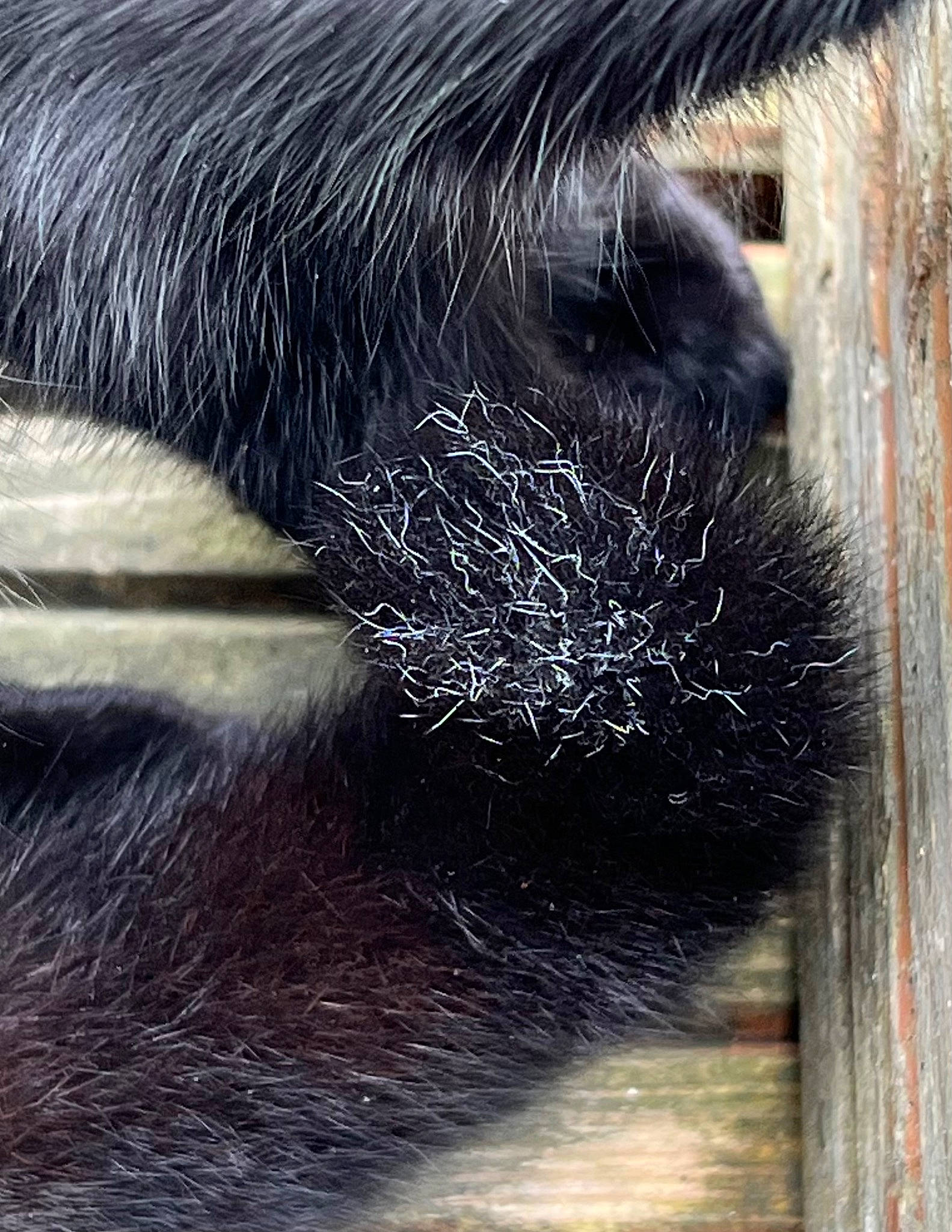 Oden joined the competition — help win amazing prizes! carnivore, claw, dog_breed, electric_blue, feather, foot, fur, human_leg, liver, mammal, natural_material, pet_supply, snout, tail, terrestrial_animal, vertebrate, whiskers, wildlife, wood, working_animal