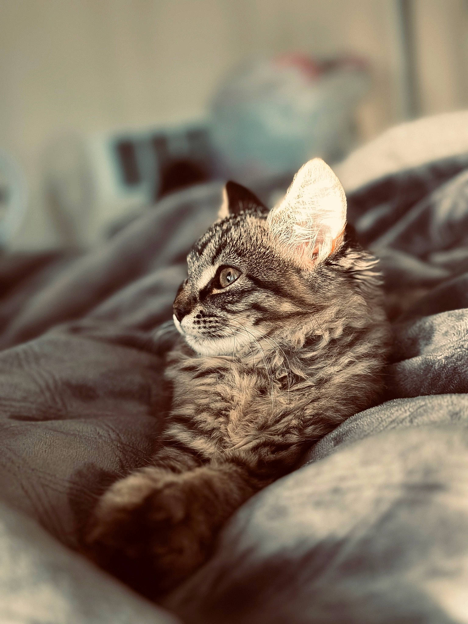 Knight joined the competition — help win amazing prizes! carnivore, cat, claw, comfort, domestic_short_haired_cat, eye, felidae, fur, grey, monochrome, monochrome_photography, paw, sitting, small_to_medium_sized_cats, snout, terrestrial_animal, tree, whiskers, wildlife