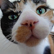 Marceline joined the competition — help win amazing prizes! cat, calico, closeup, curious, whiskers, green_eyes, nose, pet, feline, face, animal, indoor, fur, muzzle, portrait, domestic_animal, cute, close_range, focus, exploration