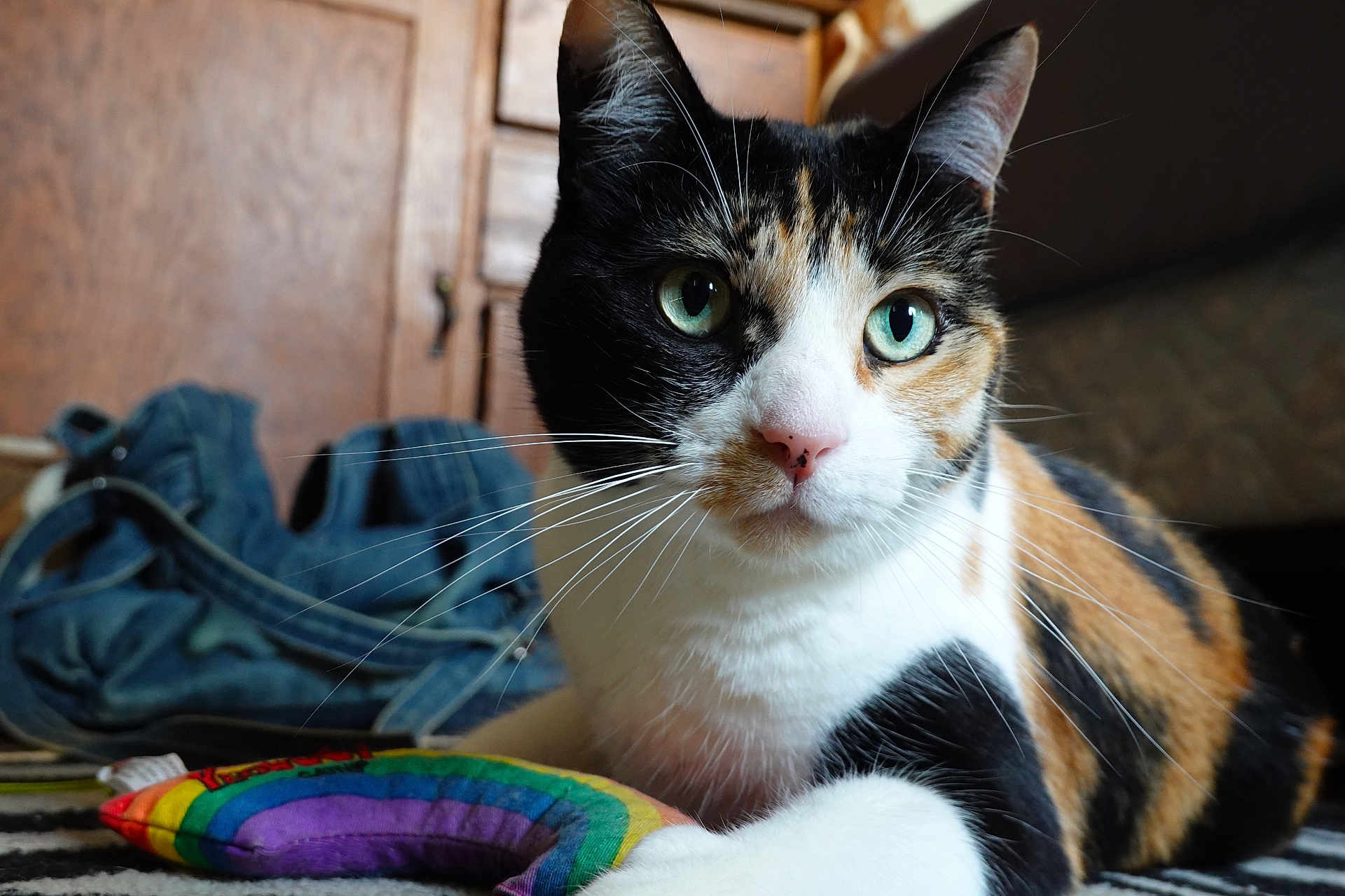 Marceline is registered to the contest to win money with this photo: cat, calico_cat, pet, indoor, close_up, green_eyes, whiskers, toy, rainbow_toy, striped_surface, furniture, wooden_cabinet, relaxed, animal, mammal, cute, domestic_cat, fur, portrait, laying_down