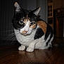 Marceline joined the competition — help win amazing prizes! cat, calico_cat, indoor, wooden_floor, pet, animal, feline, curious, crouching, whiskers, ears, eyes, fur, household, furniture, dim_light, close_up, mammal, domestic_animal, floor