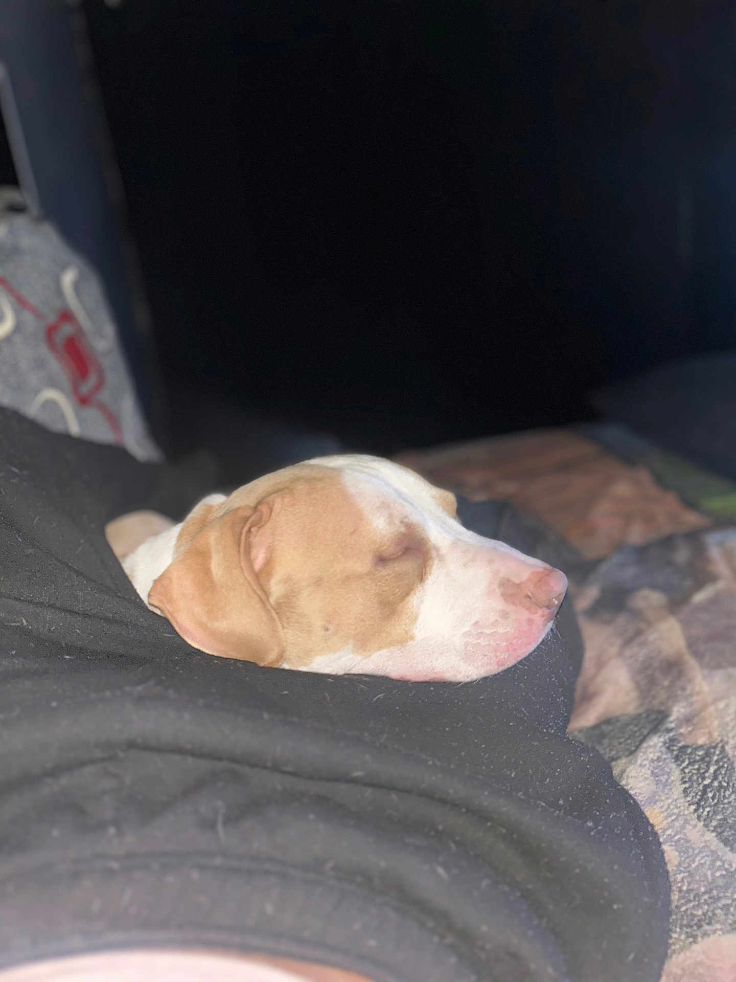 Yawnker is registered to the contest to win money with this photo: dog, sleeping, tan_and_white, pet, indoor, cozy, resting, fur, closeup, canine, animal, relaxed, soft_light, bed, blanket, comfort, nap, portrait, quiet, domestic