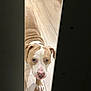 Yawnker joined the competition — help win amazing prizes! animal, brown_and_white, canine, closeup, curious, dog, door_gap, ears, expression, floor, fur, home, indoor, looking, paw, pet, pet_dog, snout, waiting, wooden_floor
