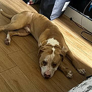 Yawnker joined the competition — help win amazing prizes! dog, brown, white, floor, wooden_floor, indoor, pet, lying_down, tired, room, bag, shadow, animal, canine, resting, domestic, fur, ears, nose, paw