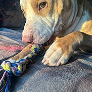 Yawnker is registered to the contest to win money with this photo: animal, blanket, brown_and_white, canine, chewing, close_up, cute, dog, focused, fur, indoor, paw, pet, playful, rope_toy, shadow, snout, sunlight, toy, whiskers