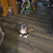 Suggie joined the competition — help win amazing prizes! animal, bag, brown_dog, clutter, dog, door, floor, happy, household, indoor, mouth_open, pet, pet_food, playful, room, small_dog, tongue_out, vacuum_cleaner, white_paws, wooden_floor