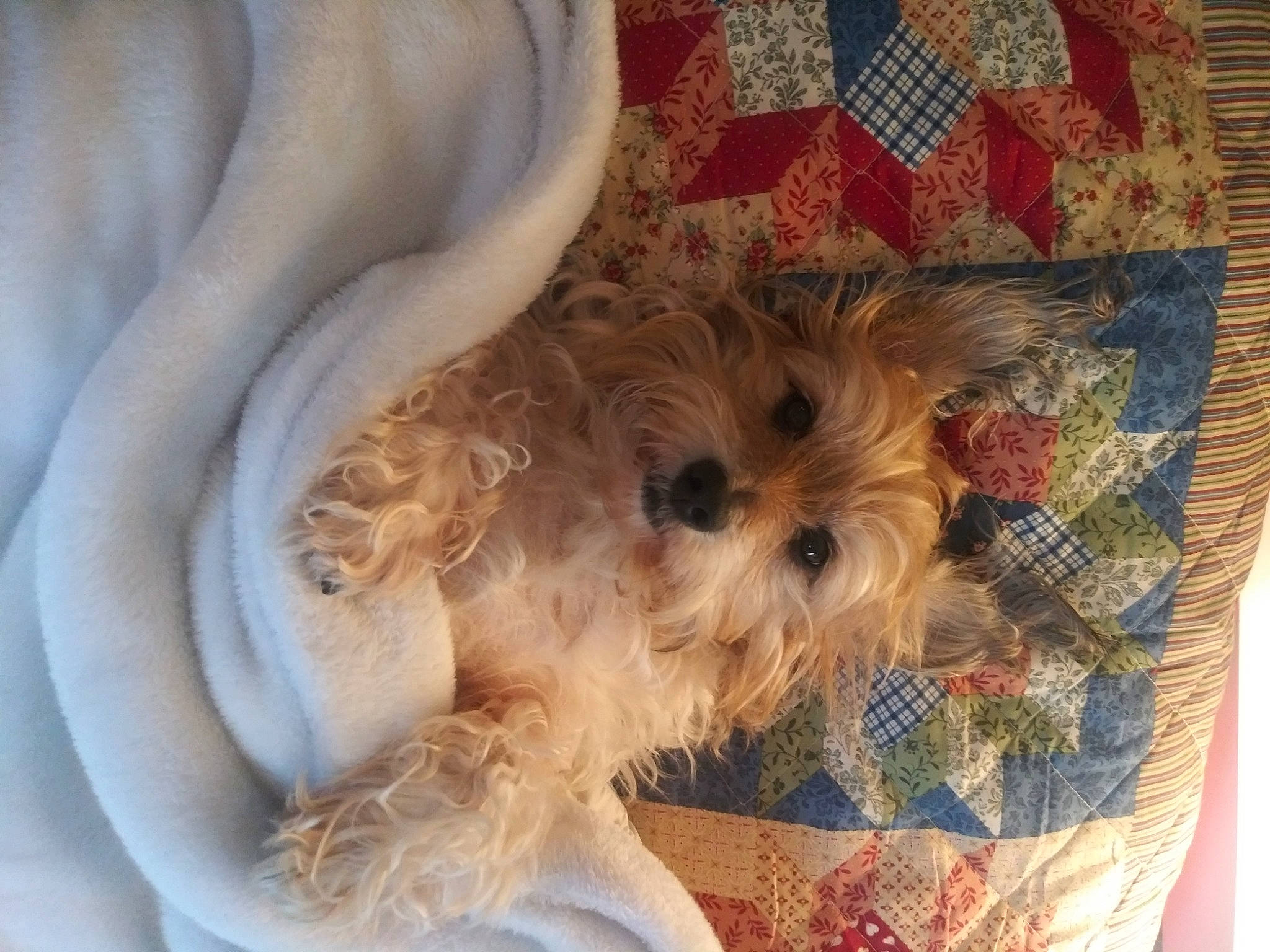 Andre is registered to the contest to win money with this photo: carnivore, chair, comfort, companion_dog, dog, dog_breed, dog_supply, fawn, fur, linens, pattern, poodle, small_terrier, snout, sporting_group, sunglasses, terrier, toy_dog, working_animal, yorkipoo