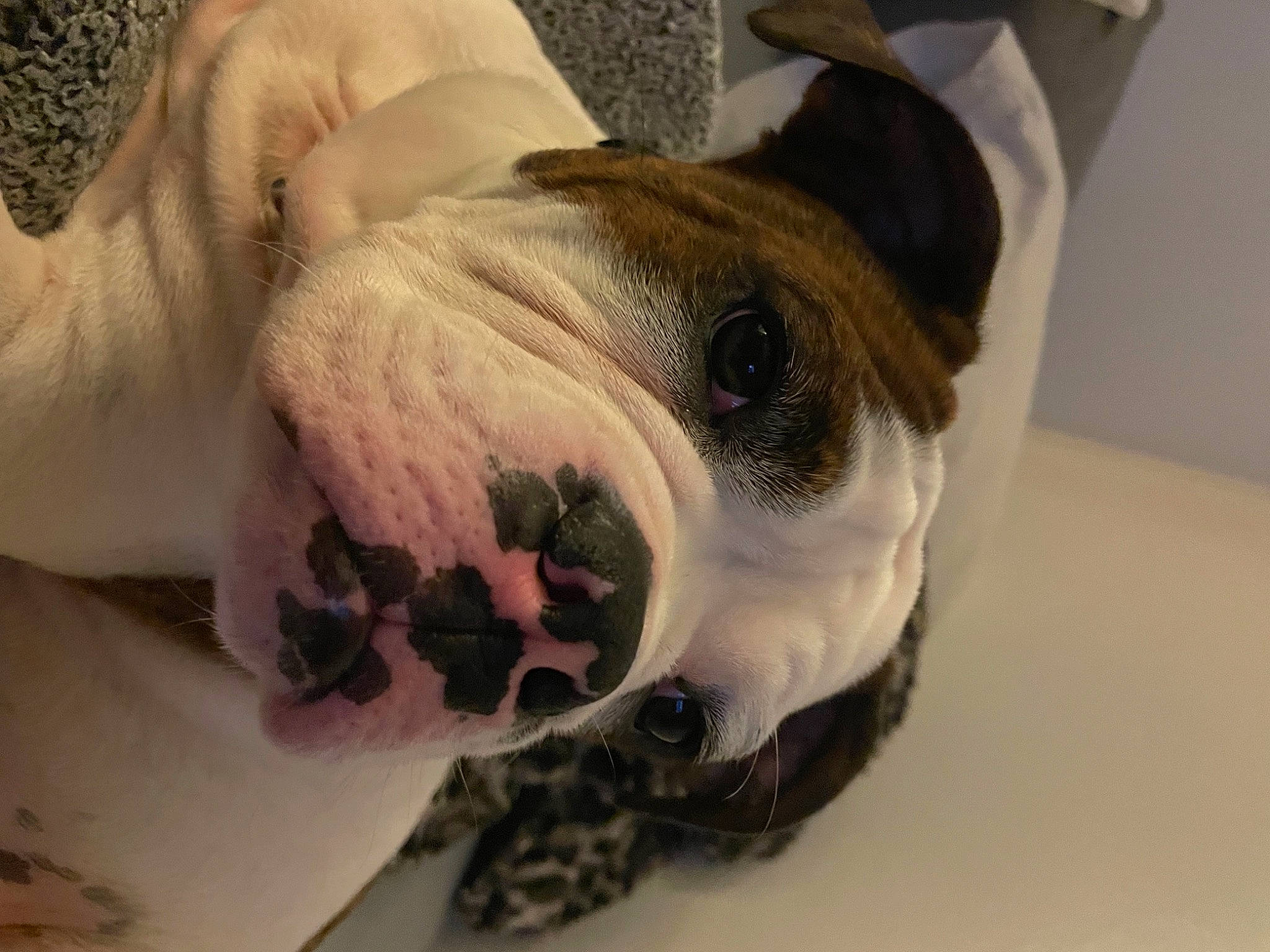 Axl joined the competition — help win amazing prizes! bulldog, canidae, carnivore, collar, comfort, companion_dog, dog, dog_breed, ear, eye, fawn, head, jaw, snout, sporting_group, terrestrial_animal, toy_dog, whiskers, working_animal, wrinkle