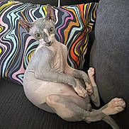 Calli participe au concours pour gagner de l'argent avec cette photo : cat, sphynx_cat, hairless_cat, pet, animal, portrait, sitting, lounging, couch, sofa, colorful_cushion, patterned_background, indoor, living_room, wrinkled_skin, pointed_ears, green_eyes, curious, relaxed, funny_pose